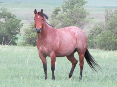 Miss Sweet Baron <BR> AQHA 5495780